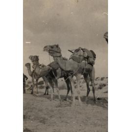Photo from page 05 of album WWI Photograph Album - New Zealand, Egypt, Sinai & Palestine.