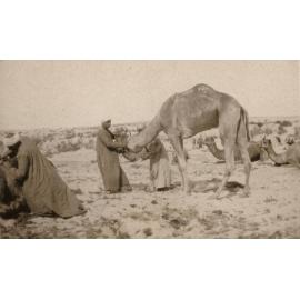 Photo from page 07 of album WWI Photograph Album - New Zealand, Egypt, Sinai & Palestine.