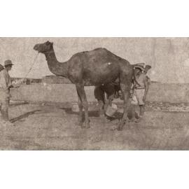 Photo from page 07 of album WWI Photograph Album - New Zealand, Egypt, Sinai & Palestine.