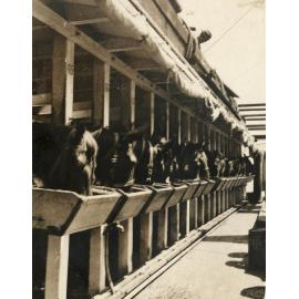 Photo from page 18 of album WWI Photograph Album - Egypt and Gallipoli