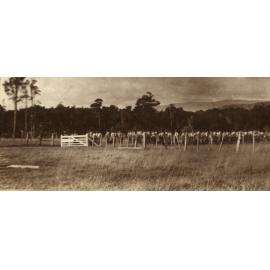 Photo from page 31 of album WWI Photograph Album - Egypt and Gallipoli