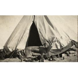 Photo from page 06 of album WWI Photograph Album - Egypt and Palestine, WWI