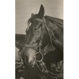 Photo from page 12 of album WWI Photograph Album - Egypt and Palestine, WWI