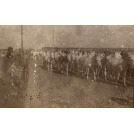 Photo from page 14 of album WWI Photograph Album - Egypt and Palestine, WWI