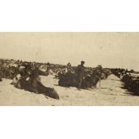 Photo from page 12 of album WWI Photograph Album - Egypt.