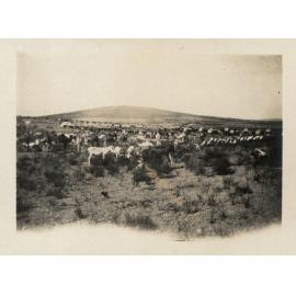 Photo from page 08 of album WWI Photograph Albums