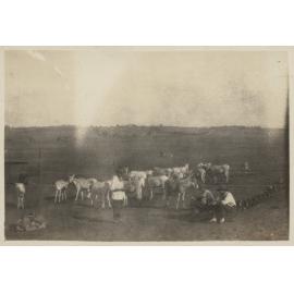 Photo from page 18 of album WWI Photograph Albums