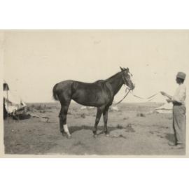 Photo from page 19 of album WWI Photograph Albums