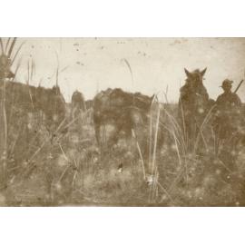 Photo from page 12 of album WWI Photograph Album- Egypt and Britain.