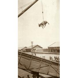 Photo from page 24 of album WWI Photograph Album- Egypt and Britain.