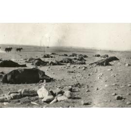 Photo from page 13 of album WWI Photograph Albums- Sinai & Palestine.