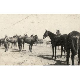 Photo from page 02 of album WWI Photograph Album- Sinai and Palestine.