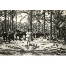 Photo from page 14 of album WWI Photograph Album- Sinai and Palestine.