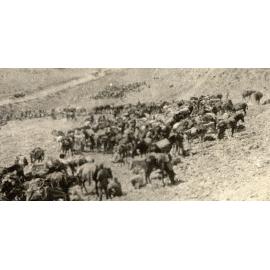 Photo from page 08 of album WWI Photograph Album- Egypt, Gallipoli & Sinai and Palestine.
