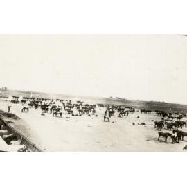 Photo from page 18 of album WWI Photograph Album- Featherston (NZ), Egypt, Gallipoli & Sinai and Palestine.