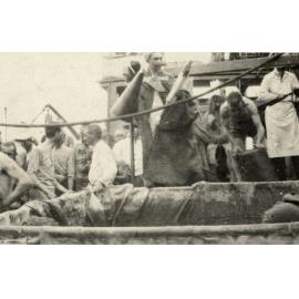 Photo from page 09 of album WWI Photograph Album- Egypt, Gallipoli & Sinai and Palestine.