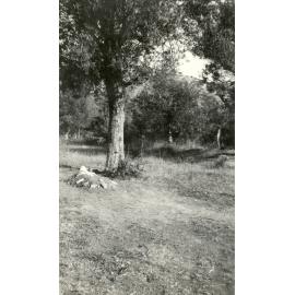 Photo from page 28 of album WWI Photograph Album- Egypt, Gallipoli & Sinai and Palestine.