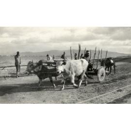 Photo from page 30 of album WWI Photograph Album- Egypt, Gallipoli & Sinai and Palestine.