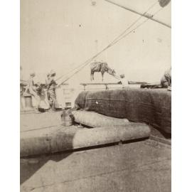 Photo from page 16 of album WWI Photograph Album - Nurses and Medical Services in Egypt, Gallipoli and Britain.