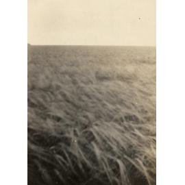 Photo from page 13 of album WWI Photograph Album of Alfred Peter Jensen