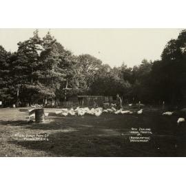 Photo from page 33 of album WWI Photograph Album- New Zealand General Hospitals, Britain.