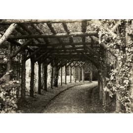 Photo from page 40 of album WWI Photograph Album- New Zealand General Hospitals, Britain.