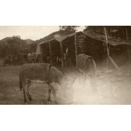 Photo from page 09 of album Pre WWI and WWI Photograph Album- Duntroon, Egypt and Gallipoli.