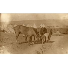 Photo from page 22 of album WWI Photograph Album- England, Egypt, Gallipoli and Western Front.