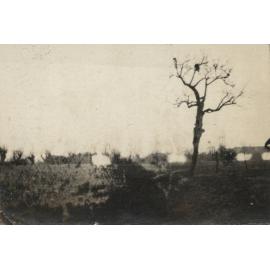 Photo from page 06 of album WW1 Photograph album of Charles Louis Armitage