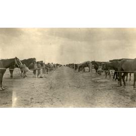 Photo from page 25 of album WWI Photograph Album- England, Egypt, Gallipoli and Western Front.