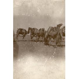 Photo from page 29 of album WWI Photograph Album- England, Egypt, Gallipoli and Western Front.