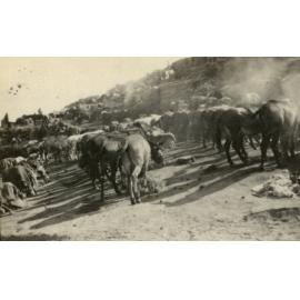 Photo from page 53 of album WWI Photograph Album- England, Egypt, Gallipoli and Western Front.