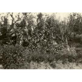 Photo from page 73 of album WWI Photograph Album- England, Egypt, Gallipoli and Western Front.