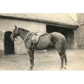 Photo from page 77 of album WWI Photograph Album- England, Egypt, Gallipoli and Western Front.