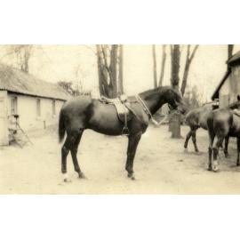Photo from page 77 of album WWI Photograph Album- England, Egypt, Gallipoli and Western Front.