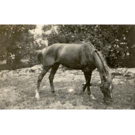 Photo from page 80 of album WWI Photograph Album- England, Egypt, Gallipoli and Western Front.