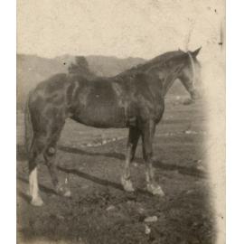 Photo from page 94 of album WWI Photograph Album- England, Egypt, Gallipoli and Western Front.