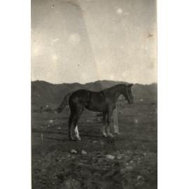 Photo from page 94 of album WWI Photograph Album- England, Egypt, Gallipoli and Western Front.