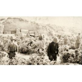 Photo from page 31 of album WWI Photograph Album- Egypt, Gallipoli and Western Front