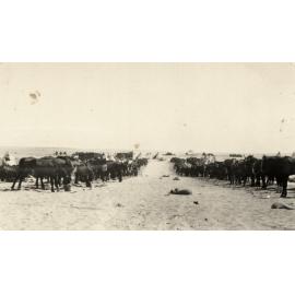 Photo from page 14 of album WWI Photograph Albums- Egypt and Gallipoli.