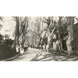 Photo from page 35 of album WWI Photograph Albums- Egypt and Gallipoli.