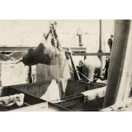 Photo from page 05 of album WWI Photograph Albums - Egypt & Gallipoli.