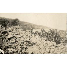 Photo from page 12 of album WWI Photograph Albums - Egypt & Gallipoli.