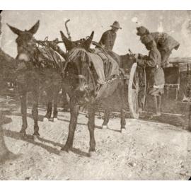 Photo from page 06 of album WWI Photograph Albums- Egypt and Western Front.