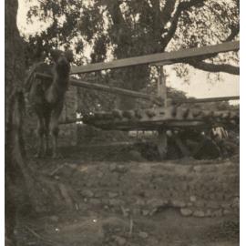 Photo from page 06 of album WW1 Photograph Album of Harry Jenkin