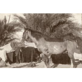 Photo from page 13 of album WWI Photograph Albums- Egypt and Palestine.