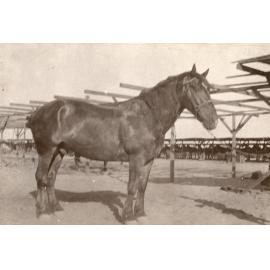 Photo from page 15 of album WWI Photograph Albums- Egypt and Palestine.