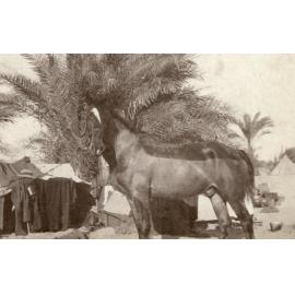 Photo from page 15 of album WWI Photograph Albums- Egypt and Palestine.