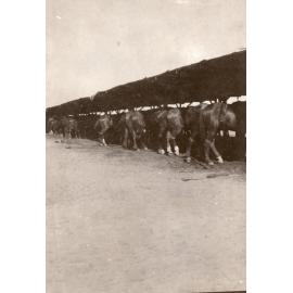 Photo from page 17 of album WWI Photograph Albums- Egypt and Palestine.