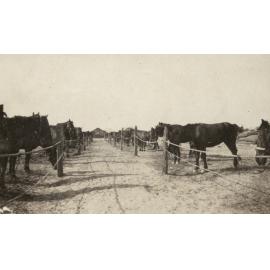 Photo from page 13 of album WWI Photograph Album- Egypt